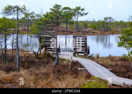 Panca di legno. Paesaggio paludoso, vegetazione paludosa dipinta in autunno, piccoli laghi paludosi, isole coperte di piccoli pini paludosi, erba, terreno coperto wi Foto Stock