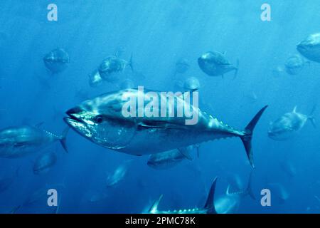 Tonno rosso del Pacifico, Thunnus orientalis, tonno penning, allevato in una penna offshore per crescere più rapidamente e più ingrasso per un migliore valore di mercato, Coro Foto Stock