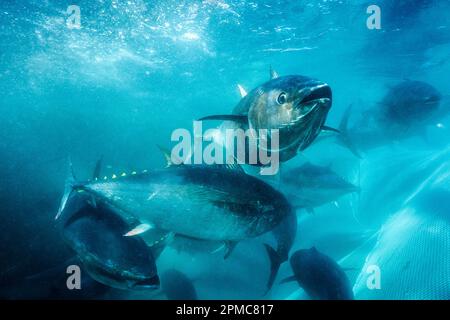 Tonno rosso dell'Oceano Pacifico, Thunnus orientalis, allevato in penna, Isole Los Coronados, Baja California, Messico, Oceano Pacifico Foto Stock