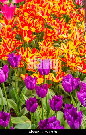 Mazzo di tulipani fioriti, Tulipa "SPETTACOLO COLORE" e tulipani fioriti di Peony "CURLY SUE" ai Giardini Keukenhof. Foto Stock