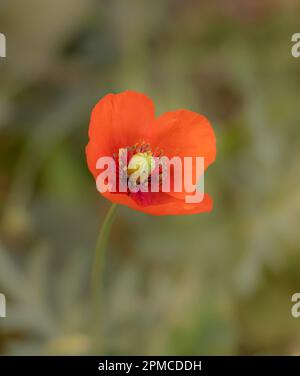 Papaver Dubium, pianta. Macro artistica Fotografia di uno sfondo sfocato. Foto Stock