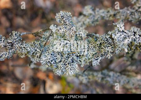 Tubetto lichen, noto anche come cappa del monaco - Hypogymnia physodes - crescere su ramo d'albero, primo piano di dettaglio, sfondo sfocato erba. Foto Stock