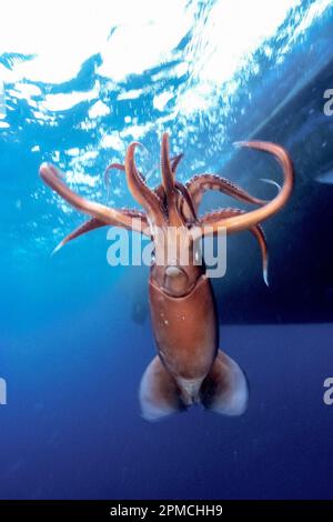 Humboldt Squid, Dosidicus gigas, banca di nove miglia, San Diego, California, USA, Oceano Pacifico orientale Foto Stock