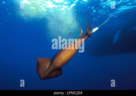 Humboldt Squid, Dosidicus gigas, agganciato su maschera di calamari, banca di nove miglia, San Diego, California, oceano pacifico Foto Stock