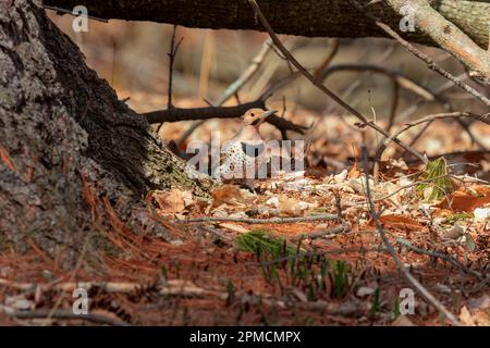 Lo sfarfallio settentrionale (Colaptes auratus) raccogliere cibo nella foresta Foto Stock