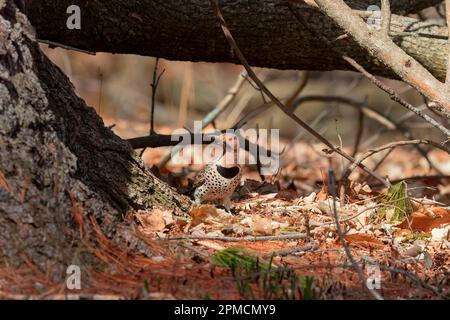 Lo sfarfallio settentrionale (Colaptes auratus) raccogliere cibo nella foresta Foto Stock