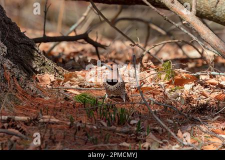 Lo sfarfallio settentrionale (Colaptes auratus) raccogliere cibo nella foresta Foto Stock