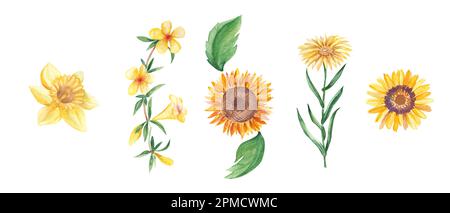 Acquerello Set di fiori gialli. Narciso, girasole, campana gialla, xanthisma, ursinia. Illustrazione botanica disegnata a mano isolata su bianco Foto Stock