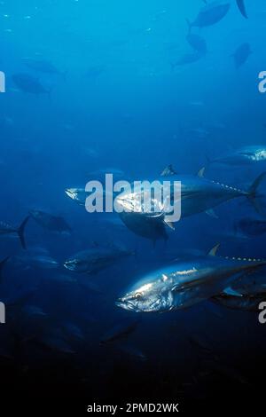 Tonno rosso dell'Oceano Pacifico, Thunnus orientalis, Baja, California, Messico, Oceano Pacifico Foto Stock