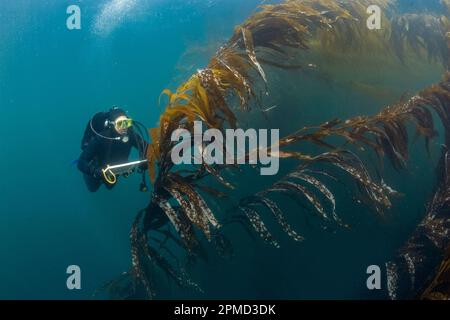 Il biologo TNC, Mike Beck, esegue un'indagine sui pesci di rocca nella foresta gigante di kelp, macrocystis piryfera, Asilomar, Monterey, California, USA, Oceano Pacifico Foto Stock