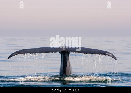 Balena azzurra, Balaenoptera musculus, trematode, fluking, gocce d'acqua sulla coda, isole Los Coronados, baja California, Messico, Oceano Pacifico Foto Stock