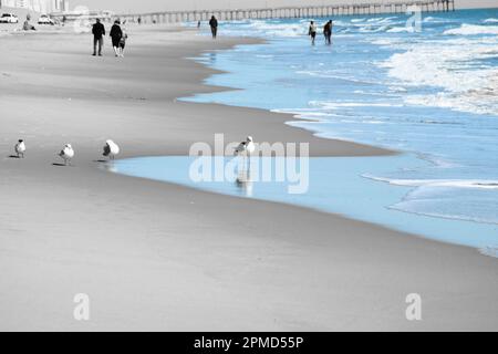 Un gruppo di Tern e Seagulls sul litorale con persone che camminano sulla spiaggia sullo sfondo. Foto Stock