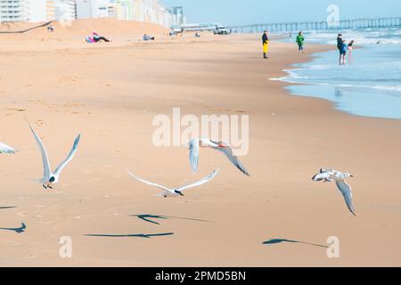 Un gruppo di Tern e Seagulls sul litorale con persone che camminano sulla spiaggia sullo sfondo. Foto Stock