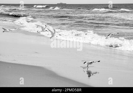 Un gruppo o un gregge di uccelli che volano sulla riva di Virginia Beach. Foto Stock