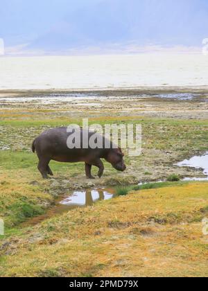 Ippopotamo trovare nutrimento sulla Terra piana, Tanzania, Africa orientale Foto Stock