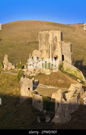 Sole tardo pomeriggio sulle rovine del 11th ° secolo in cima alla collina del Castello di Corfe, Isola di Purbeck, Dorset, Inghilterra, Regno Unito Foto Stock