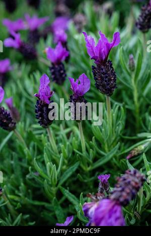 Lavanda francese, o lavanda superiore, da vicino, una specie di pianta fiorita della famiglia delle Lamiaceae Foto Stock