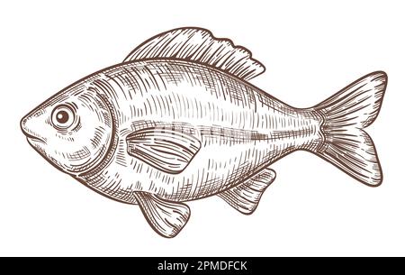 Carpa crociana pesce acqua di mare animale, pesce fresco, pesca, orata di acqua dolce del fiume disegno di schizzo. Acquario. Prodotti alimentari per la pesca. Vettore di incisione Illustrazione Vettoriale