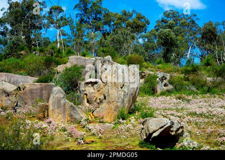 John Forrest National Park - Australia occidentale Foto Stock