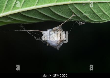 sacco tessuto ragno appeso alle foglie Foto Stock