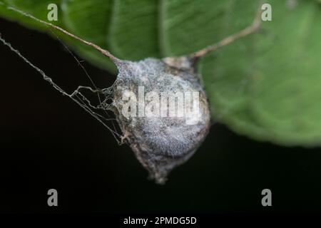 sacco tessuto ragno appeso alle foglie Foto Stock