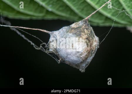 sacco tessuto ragno appeso alle foglie Foto Stock