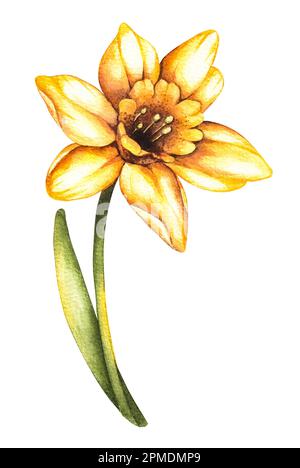 Acquerello narciso fiore su sfondo bianco. Fiore isolato per la creazione di una cartolina, invito, biglietto da visita, tessuto, stampa, corona, telaio Foto Stock