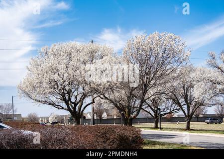 Cerery Pear, o Bradford Pear alberi ornamentali, Pyrus calleryana, fiorendo in primavera. Wichita, Kansas, Stati Uniti. Foto Stock