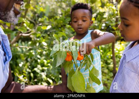 Sezione centrale del nonno afro-americano che mostra la pianta del peperone ai nipoti nel cortile Foto Stock