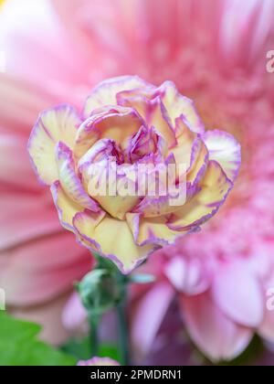 Primo piano di un garofano giallo morbido con porpora lungo i suoi petali. Foto Stock