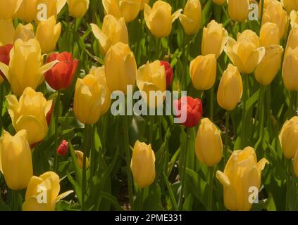 Fiore di tulipani, che significa primavera con la mano della madre natura in bellezza ed eleganza. Giardino, ricco di colori e vita. Foto Stock