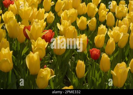 Fiore di tulipani, che significa primavera con la mano della madre natura in bellezza ed eleganza. Giardino, ricco di colori e vita. Foto Stock