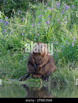 Un castoro seduto tra i fiori in un prato accanto allo stagno nel Fish Creek Provincial Park, Alberta, Canada. Castor canadensis. Foto Stock