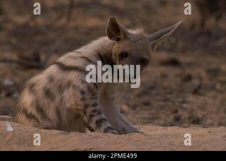 A strisce hyena (Hyaena hyena) giovane a den Foto Stock