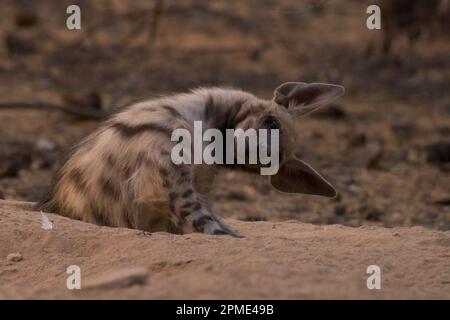 A strisce hyena (Hyaena hyena) giovane a den Foto Stock