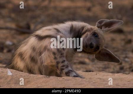 A strisce hyena (Hyaena hyena) giovane a den Foto Stock