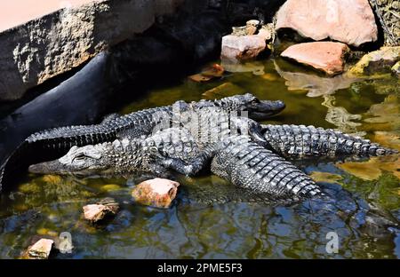 Alcuni alligatori del Texas che si trovano insieme nel South Padre Island World Birding and Reptile Center in Texas U.S.A. Foto Stock