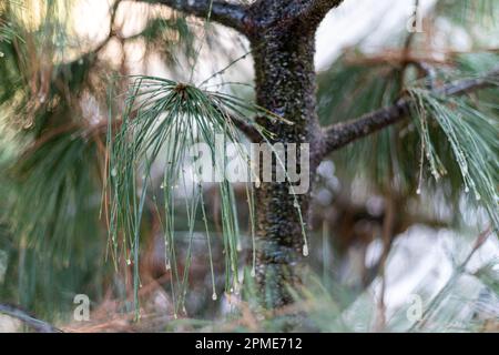 Albero di pino morente dovuto malattia dell'albero Foto Stock