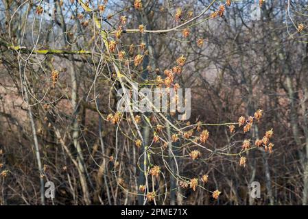 Acer negundo, box anziani fiori primaverili primo piano selezione messa a fuoco Foto Stock