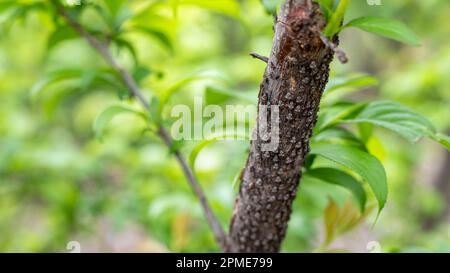 SAP succhiare insetto scala su un albero di susina ramificazione closeup. messa a fuoco selettiva Foto Stock