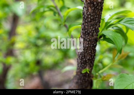 Comune colonia di squame marrone che succhia linfa da un albero di frutta di prugna Foto Stock
