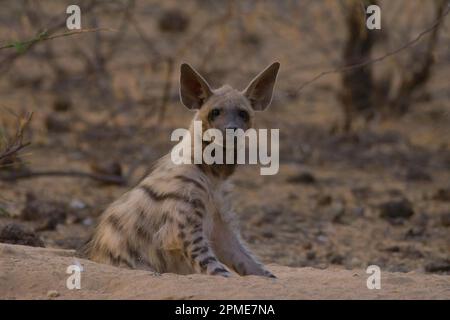 A strisce hyena (Hyaena hyena) giovane a den Foto Stock