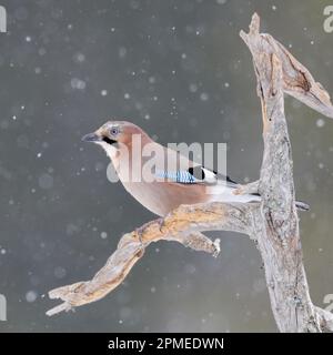 Eurasian Jay ( Garrulus glandarius ) in inverno, arroccato su un vecchio albero marcio, in neve, nevicate, fauna selvatica, Europa. Foto Stock