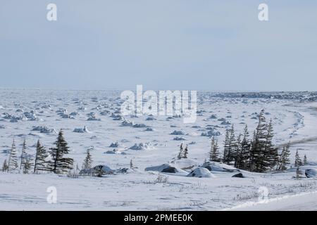 Tumuli di ghiaccio a Hudson Bay a Churchill, Manitoba, Canada Foto Stock