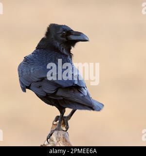 Raven comune / Kolkrabe ( Corvus corax ) in perfetta luce, arroccato su un ramo, guardando indietro sulla sua spalla, bel piumaggio luccicante, fauna selvatica, UE Foto Stock
