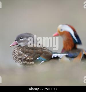 Mandarin Duck ( Aix galericulata ), femmina e maschio, coppia, coppia in armonia al bordo di un laghetto, fauna selvatica, Europa. Foto Stock