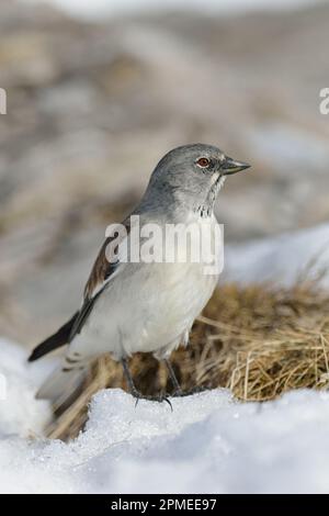 Pinca di neve Whitewing / Schneesperling ( Montifringilla nivalis ) in habitat innevato, all'inizio della primavera, fauna selvatica, Europa. Foto Stock