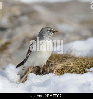 Pinca di neve Whitewing / Schneesperling ( Montifringilla nivalis ) in habitat innevato, all'inizio della primavera, fauna selvatica, Europa. Foto Stock