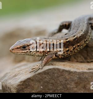 Viviparous Lizard / Waldeidechse ( Zootoca vivipara ), lucertola comune, che si arrampica sulle rocce, si scalda, all'inizio della primavera, bella vista dettagliata, fauna selvatica, Foto Stock