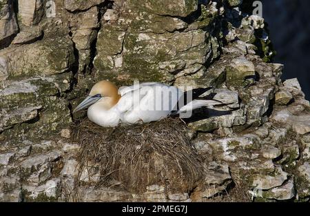 Gannett Nesting Foto Stock